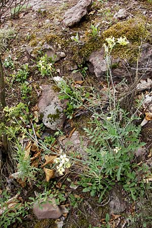 Coincya monensis subsp. cheiranthos \ Lacksenf / Wallflower Cabbage, D Idar-Oberstein 25.6.2011
