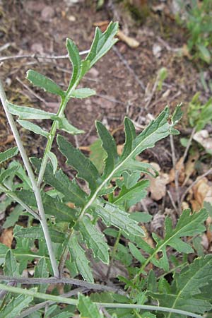 Coincya monensis subsp. cheiranthos \ Lacksenf / Wallflower Cabbage, D Idar-Oberstein 25.6.2011