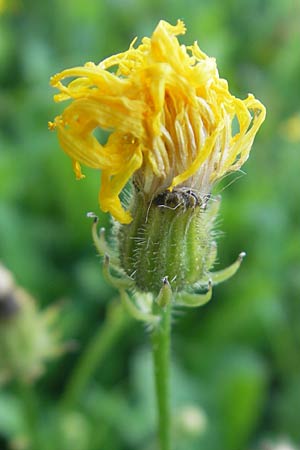 Crepis capillaris \ Kleinkpfiger Pippau, Kleinbltiger Pippau / Smooth Hawk's-Beard, D Östringen 1.9.2011