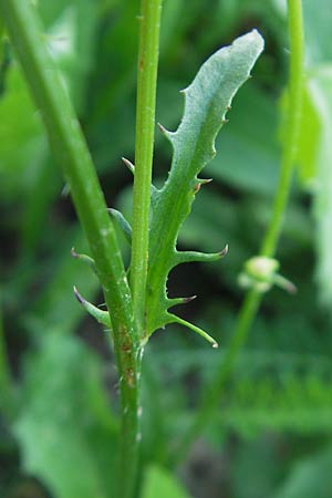 Crepis capillaris \ Kleinkpfiger Pippau, Kleinbltiger Pippau / Smooth Hawk's-Beard, D Östringen 1.9.2011