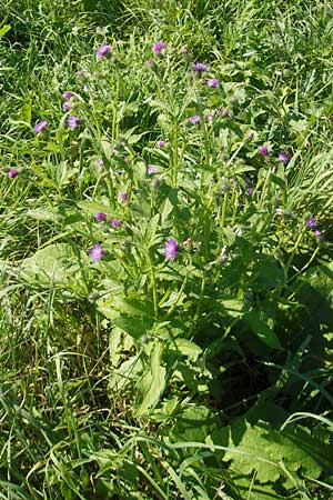 Carduus crispus \ Krause Distel / Welted Thistle, D Waghäusel 1.10.2011
