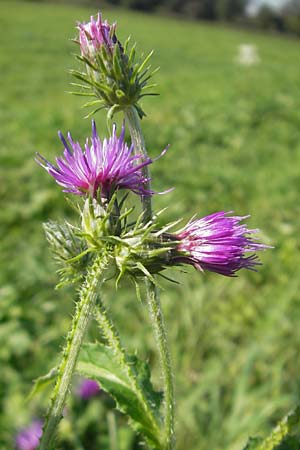 Carduus crispus \ Krause Distel / Welted Thistle, D Waghäusel 1.10.2011