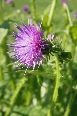 Carduus crispus \ Krause Distel / Welted Thistle, D Waghäusel 1.10.2011