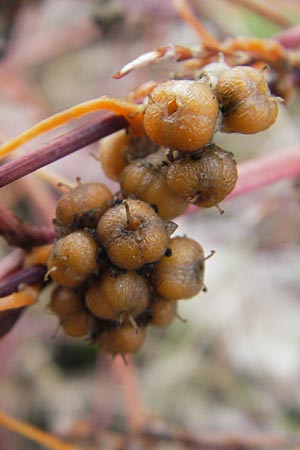 Cuscuta campestris \ Amerikanische Seide / Yellow Dodder, D Mannheim 21.10.2011