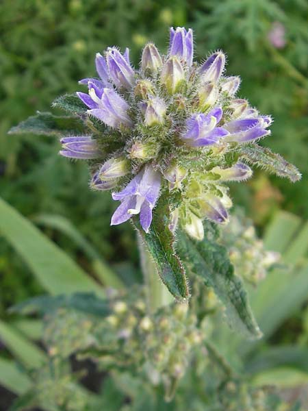 Campanula cervicaria \ Borstige Glockenblume / Bristly Bellflower, D  23.6.2012