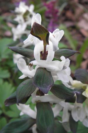 Corydalis cava \ Hohler Lerchensporn / Hollow-Root, D Ludwigshafen 8.4.2013