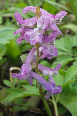 Corydalis cava, Hohler Lerchensporn