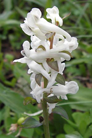 Corydalis cava, Hohler Lerchensporn