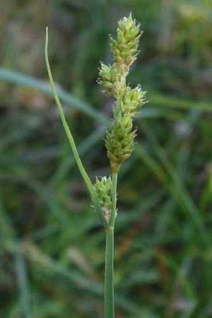 Carex canescens \ Graue Segge / Silvery Sedge, D Schwarzwald/Black-Forest, Kaltenbronn 18.6.2013