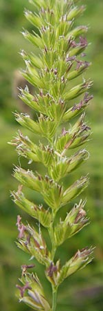 Cynosurus cristatus \ Wiesen-Kammgras / Crested Dogstail, D Rhön, Wasserkuppe 6.7.2013