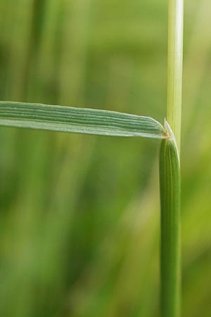Cynosurus cristatus \ Wiesen-Kammgras / Crested Dogstail, D Rhön, Wasserkuppe 6.7.2013