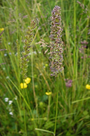 Cynosurus cristatus \ Wiesen-Kammgras / Crested Dogstail, D Rhön, Wasserkuppe 6.7.2013