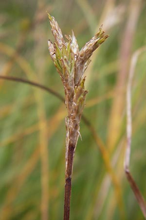 Carex brizoides \ Zittergras-Segge / Quaking Grass Sedge, D Schwarzwald/Black-Forest, Hornisgrinde 31.7.2013