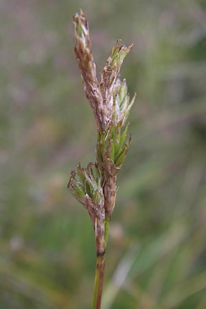Carex brizoides \ Zittergras-Segge / Quaking Grass Sedge, D Schwarzwald/Black-Forest, Hornisgrinde 31.7.2013