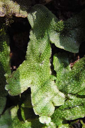 Conocephalum conicum \ Kegelkopf-Lebermoos / Scented Liverwort, D Th&uuml;ringen, Eisenach 5.8.2013