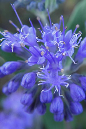 Caryopteris x clandonensis \ Clandon-Bartblume / Clandon Bluebeard, Blue Mist Spiraea, D Mannheim 4.9.2013