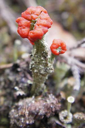 Cladonia coccifera \ Rotfr&uuml;chtige Becher-Flechte / Red Pixie Cup, D Wetter 7.9.2013