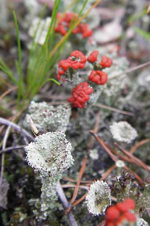 Cladonia coccifera \ Rotfr&uuml;chtige Becher-Flechte / Red Pixie Cup, D Wetter 7.9.2013
