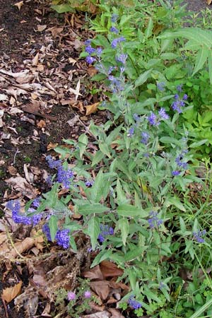Caryopteris x clandonensis \ Clandon-Bartblume / Clandon Bluebeard, Blue Mist Spiraea, D Mannheim 14.9.2013