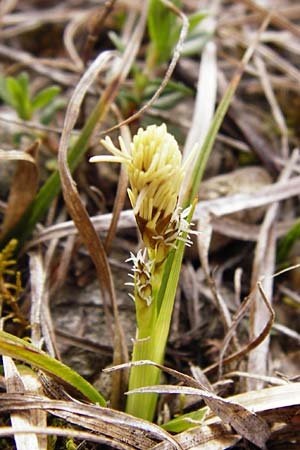 Carex caryophyllea \ Frhlings-Segge / Spring Sedge, D Eching 31.3.2014