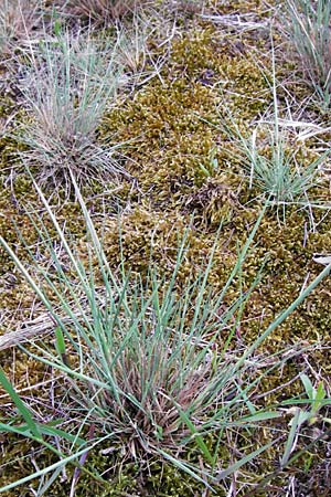 Corynephorus canescens \ Graues Silbergras / Grey Hair-Grass, D Viernheim 27.5.2014