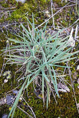 Koeleria glauca \ Blaugrnes Schillergras / Blue Hair Grass, D Mannheim 23.9.2014
