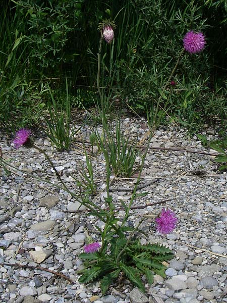 Carduus defloratus \ Alpen-Distel / Alpine Thistle, D Hurlach 8.6.2008