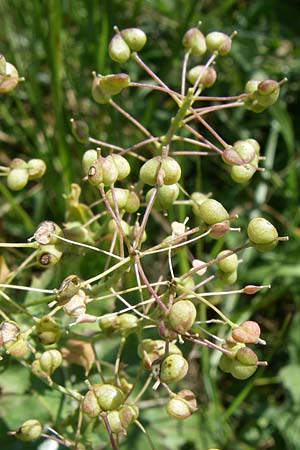 Lepidium draba \ Pfeilkresse / Hoary Cress, D Rheinhessen, Flonheim 14.6.2008