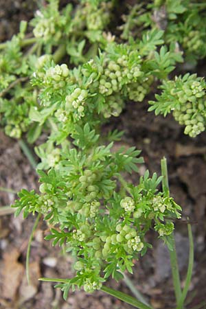Lepidium didymum \ Zweiknotiger Krhenfu / Lesser Swine Cress, D Weinheim an der Bergstraße 13.7.2009