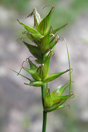 Carex spicata \ Stachel-Segge, Korkfrchtige Segge / Spicate Sedge, Prickly Sedge, D Lampertheim 16.5.2009
