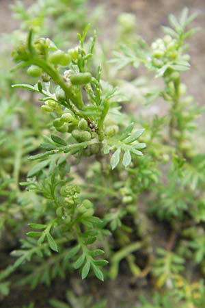 Lepidium didymum \ Zweiknotiger Krhenfu / Lesser Swine Cress, D Weinheim an der Bergstraße 13.7.2009