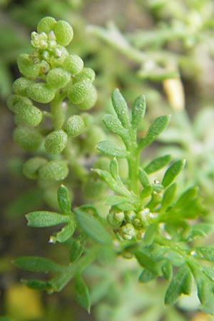 Lepidium didymum \ Zweiknotiger Krhenfu / Lesser Swine Cress, D Weinheim an der Bergstraße 13.7.2009