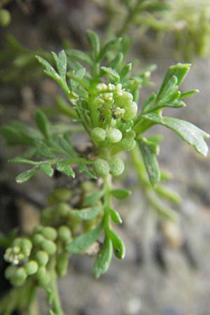Lepidium didymum \ Zweiknotiger Krhenfu / Lesser Swine Cress, D Weinheim an der Bergstraße 13.7.2009