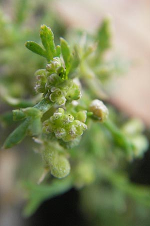 Lepidium didymum \ Zweiknotiger Krhenfu / Lesser Swine Cress, D Mannheim 14.7.2009