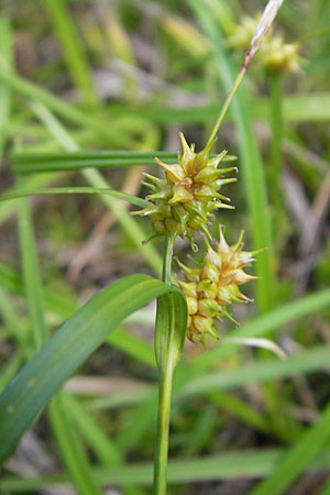 Carex lepidocarpa \ Schuppenfrchtige Gelb-Segge / Shed Sedge, D Bad Dürkheim 19.7.2009