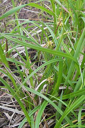 Carex lepidocarpa \ Schuppenfrchtige Gelb-Segge / Shed Sedge, D Bad Dürkheim 19.7.2009