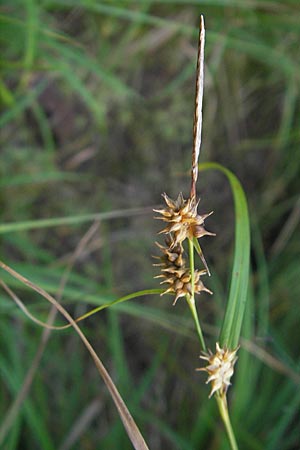 Carex lepidocarpa \ Schuppenfrchtige Gelb-Segge / Shed Sedge, D Bad Dürkheim 20.8.2009