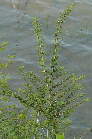 Cotoneaster horizontalis \ Korallenstrauch, Fchermispel / Wall Cotoneaster, D Ludwigshafen 2.5.2013