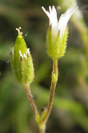Cerastium dubium \ Klebriges Hornkraut / Mouse-Ear, D Lampertheim 6.5.2011
