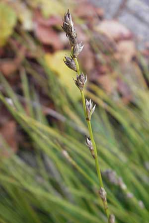 Carex polyphylla \ Unterbrochenhrige Segge / Berkeley Sedge, Grassland Sedge, D Karlsruhe 29.10.2011