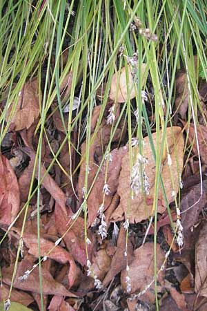 Carex polyphylla \ Unterbrochenhrige Segge / Berkeley Sedge, Grassland Sedge, D Karlsruhe 29.10.2011