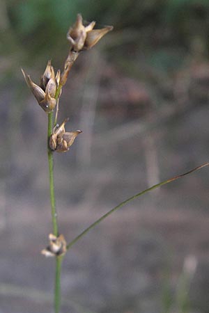 Carex polyphylla \ Unterbrochenhrige Segge / Berkeley Sedge, Grassland Sedge, D Karlsruhe 29.10.2011