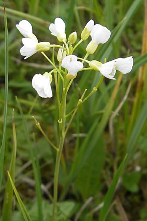 Cardamine dentata \ Zahn-Schaumkraut / White Cuckoo Bitter-Cress, D Andechs 5.5.2012