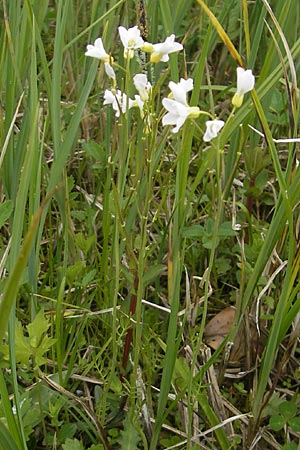 Cardamine dentata \ Zahn-Schaumkraut / White Cuckoo Bitter-Cress, D Andechs 5.5.2012