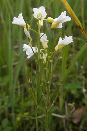 Cardamine dentata \ Zahn-Schaumkraut / White Cuckoo Bitter-Cress, D Andechs 5.5.2012