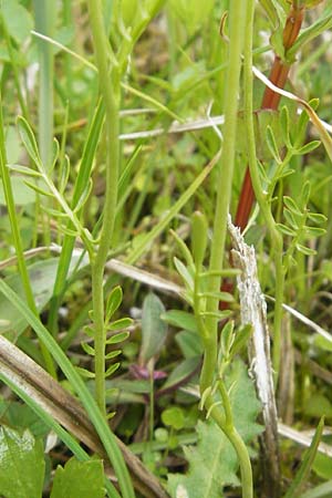 Cardamine dentata \ Zahn-Schaumkraut / White Cuckoo Bitter-Cress, D Andechs 5.5.2012