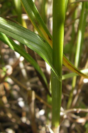 Carex disticha \ Zweizeilige Segge / Brown Sedge, Two-Ranked Sedge, D Pfalz, Bellheim 29.5.2012