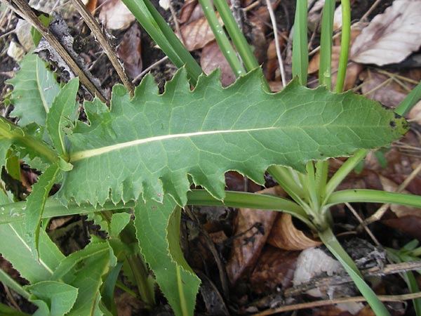 Carduus defloratus \ Alpen-Distel / Alpine Thistle, D Neuburg an der Donau 8.6.2012
