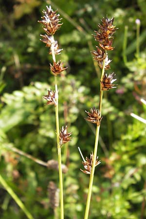 Carex polyphylla \ Unterbrochenhrige Segge / Berkeley Sedge, Grassland Sedge, D Mannheim 24.7.2012