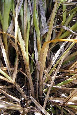 Carex polyphylla \ Unterbrochenhrige Segge / Berkeley Sedge, Grassland Sedge, D Mannheim 24.7.2012
